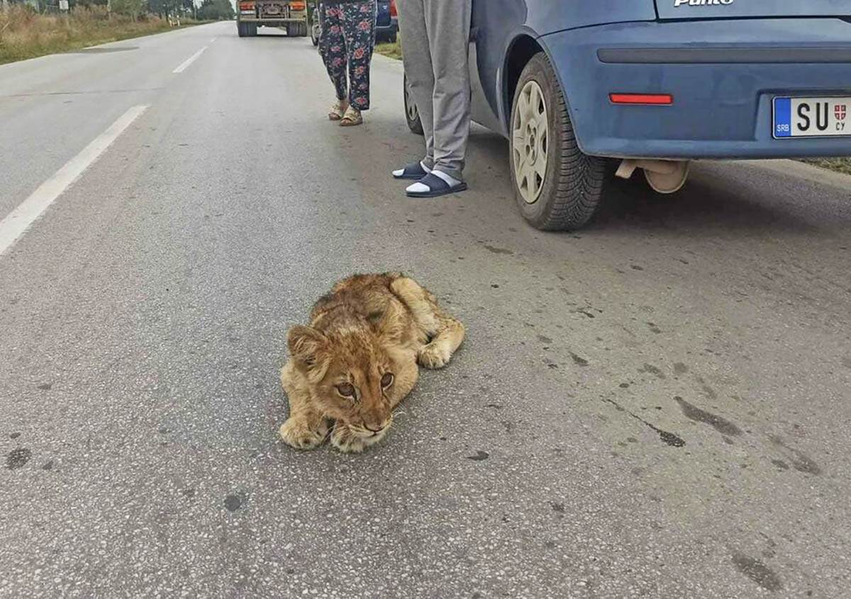  Pronađena lavica u Subotici  