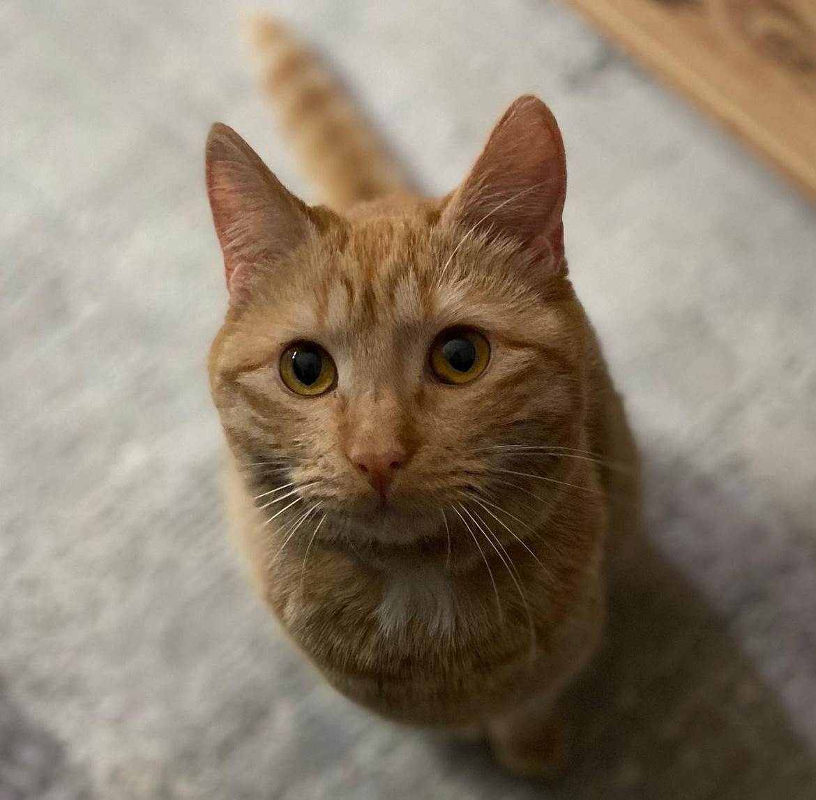  Kako da mačka ne "napada" okićenu jelku? 