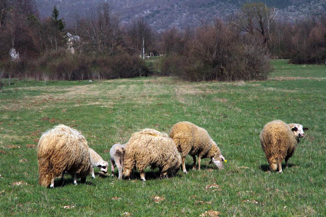  Čopor pasa zaklao je čak 49 ovaca. 