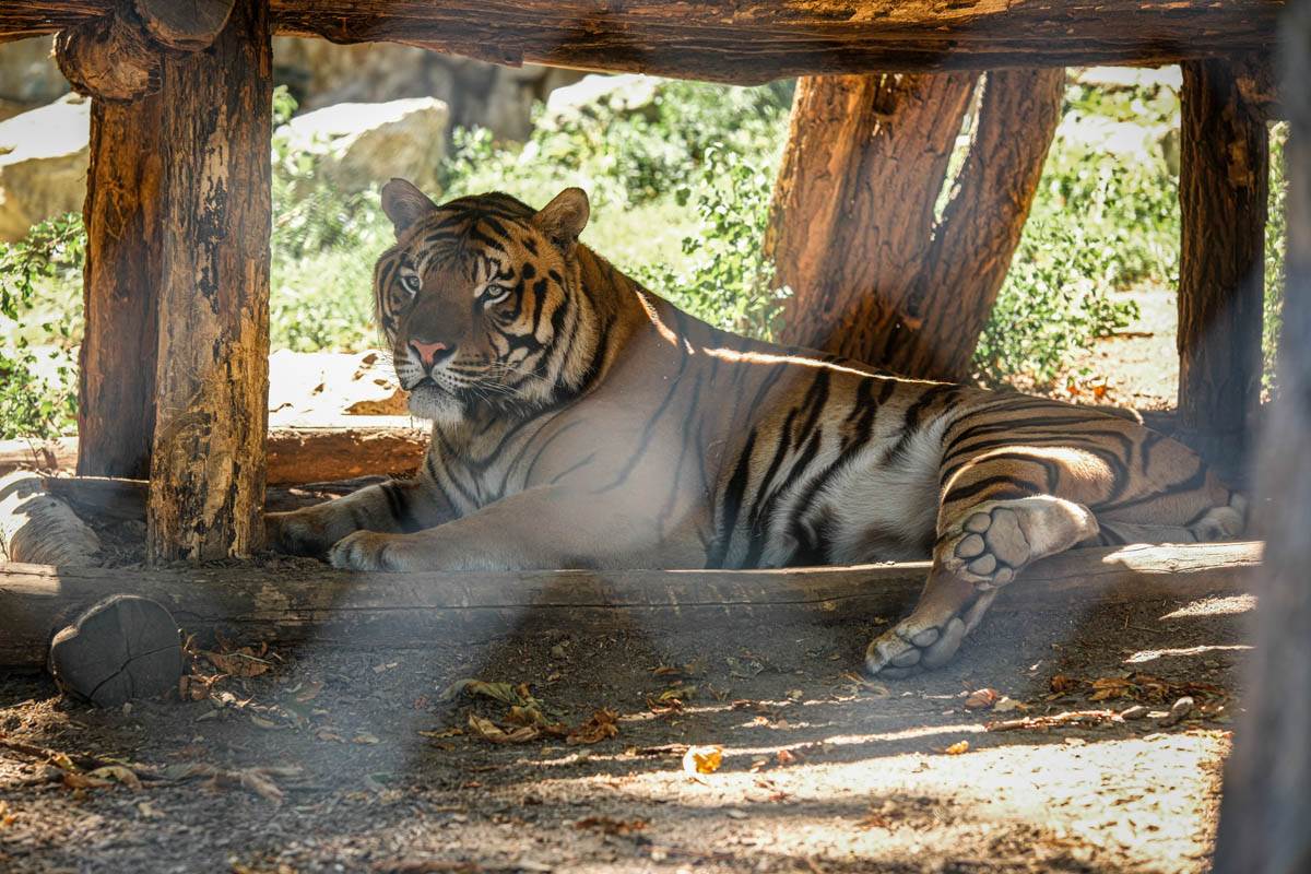  Tigar napao ženu u zoo vrtu! Vrata su se otvorila, zvijer zarila kandže i počela da kida 