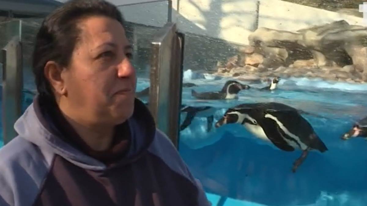  Radnicu BG zoo vrta pingvini svuda prate 