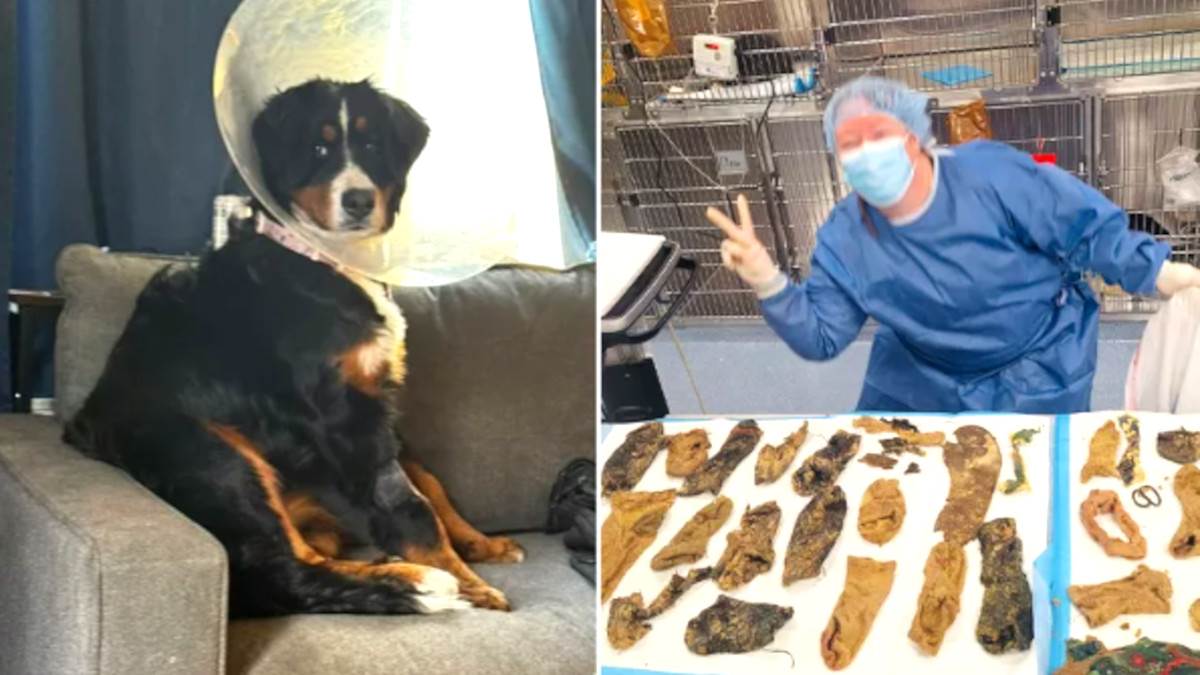  Veterinari ostali u šoku 