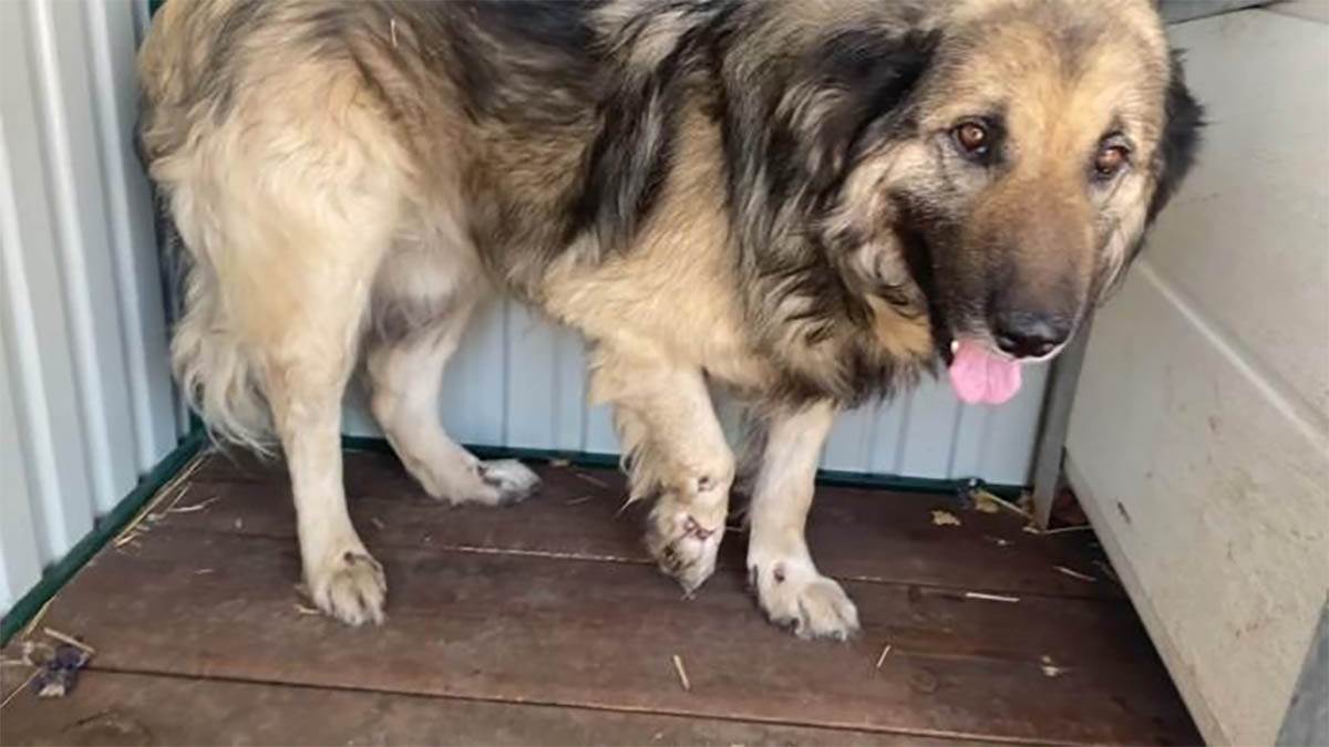  Vezao psa za automobil, pa bespomoćnu životinju vukao po ulici! Jeziv slučaj zlostavljanja potresao  