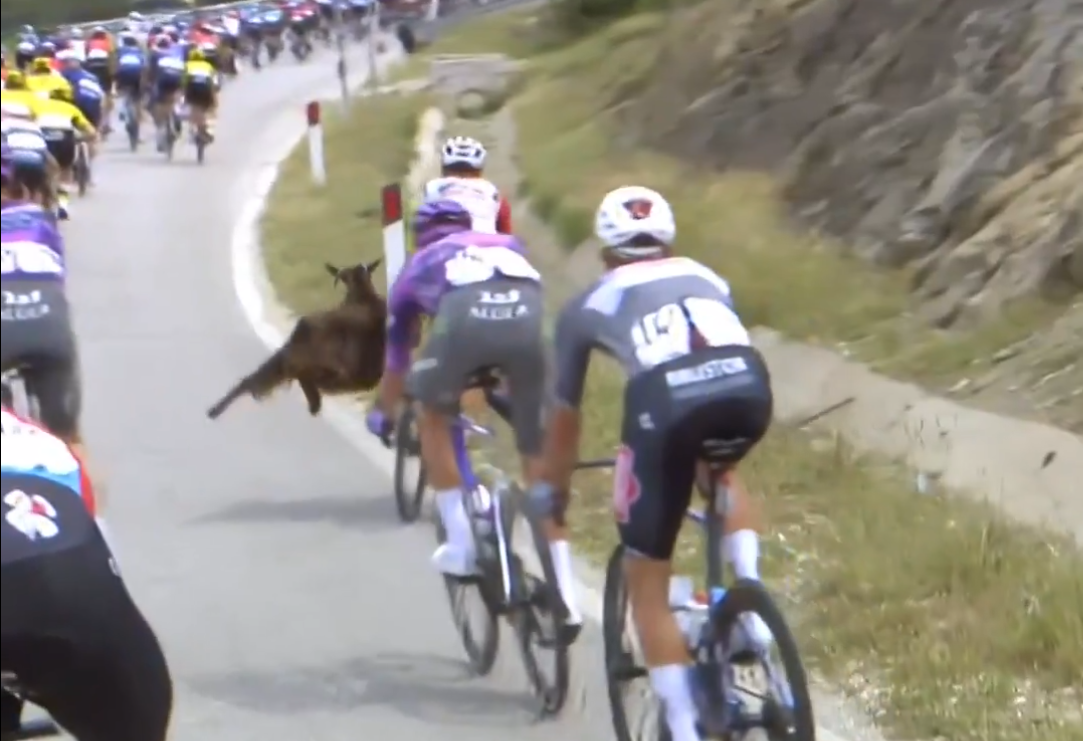  Bizarna situacija na "Điru" - na biciklistu naletjela koza! 