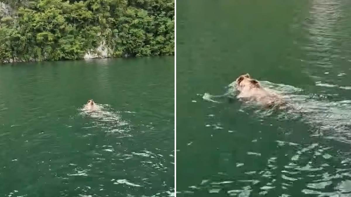  Tarski medvjed plivao Drinom 