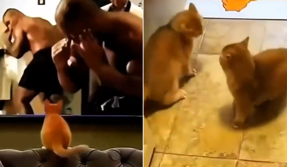  Snimak mačeta koje gleda legende boksa na televizoru, oduševio sve na mreži X 