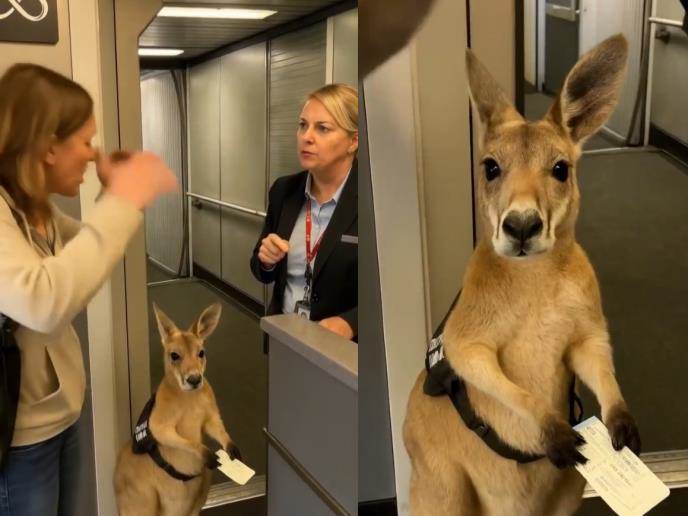  CIJELI INTERNET BRUJI O NEODOLJIVOM KENGURU KOM JE ZABRANJEN ULAZ U AVION 