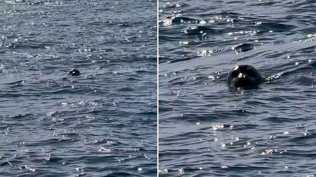  U Crnoj Gori snimljena jedna od najređih životinja na svijetu 