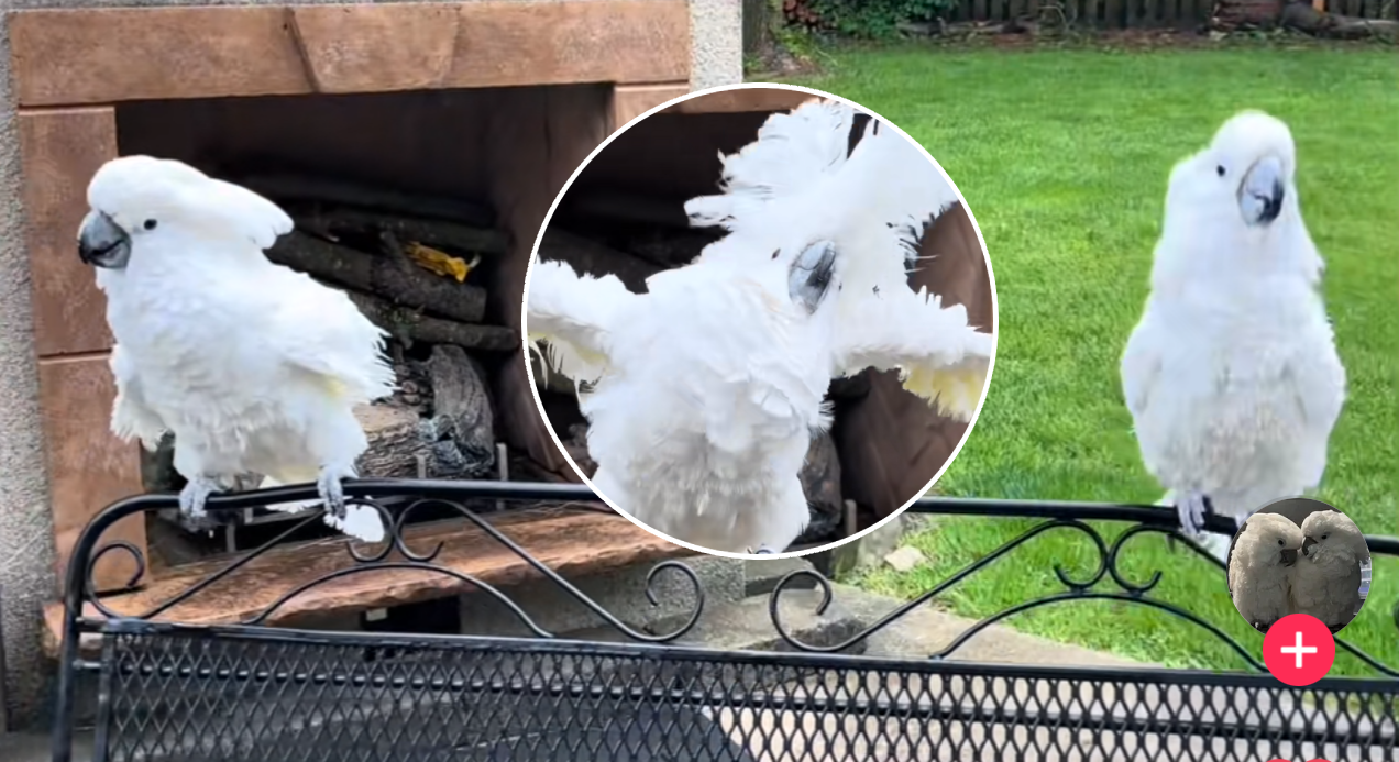  "Dance-off" papagaja koji morate da vidite 