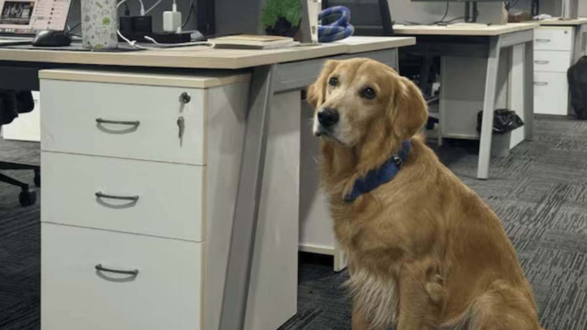  Kompanija postavila psa za direktora 