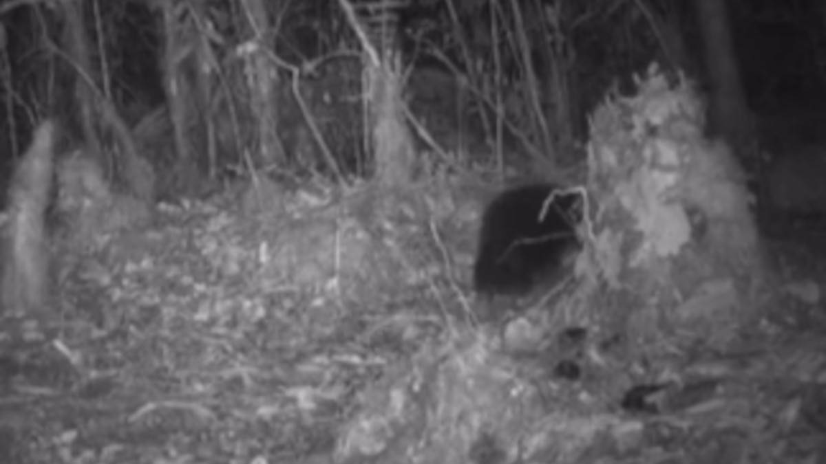  Snimak životinje stare 200 miliona godina zapanjio naučnike 