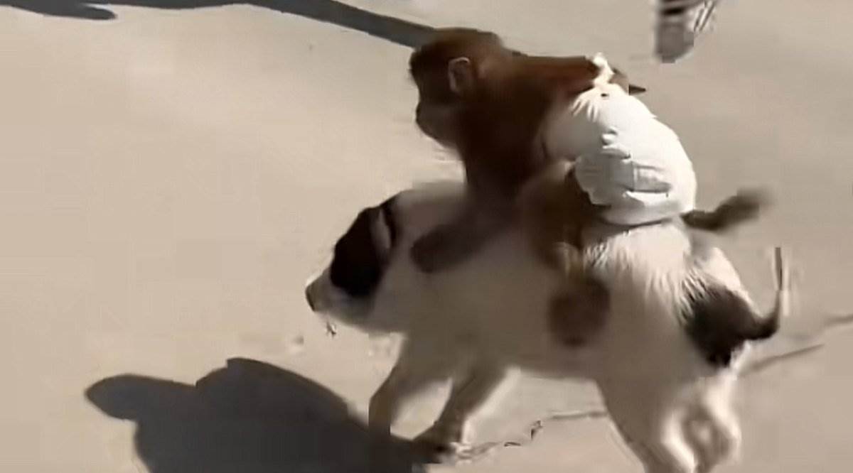  Snimak majmuna sa pelenom koji jaše prase zbog kog milioni umiru od smijeha: 