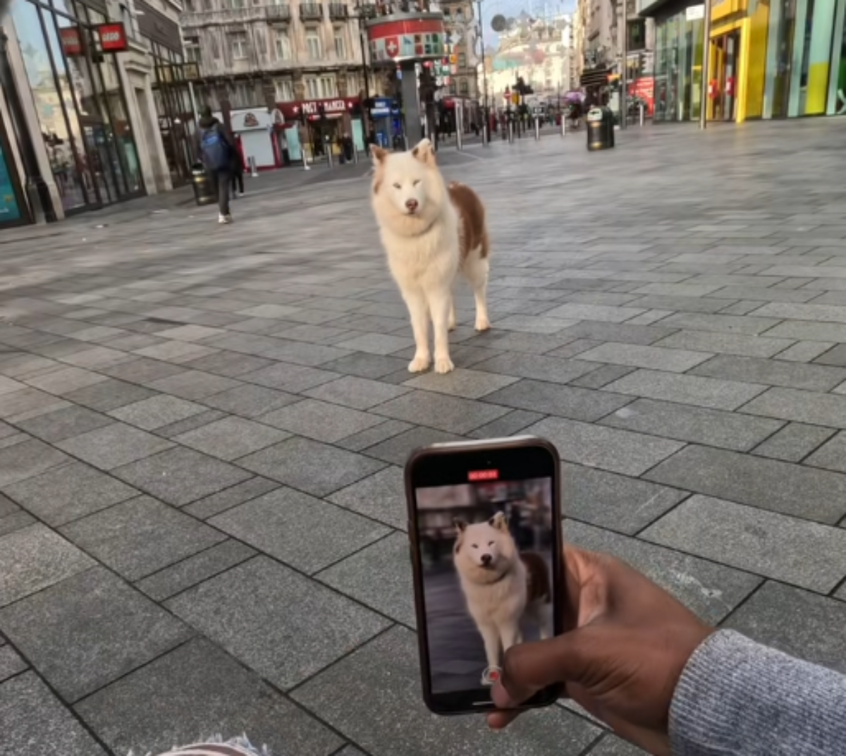 Ovo je najpoznatiji pas na svijetu: Reakcija ljudi kada je vide je nevjerovatna, snimci će vam popraviti dan 
