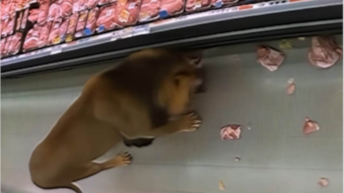  Lav ušetao u supermarket kao pravi car 