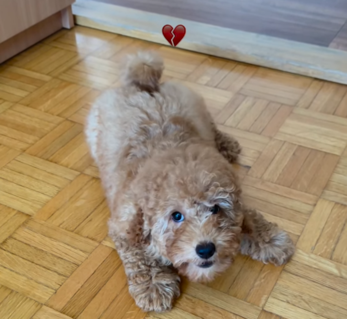  Grumer ubio psa u Beogradu, hitan apel poznatih ličnosti: Bes javnosti u Srbiji raste, oglasila se i ona 