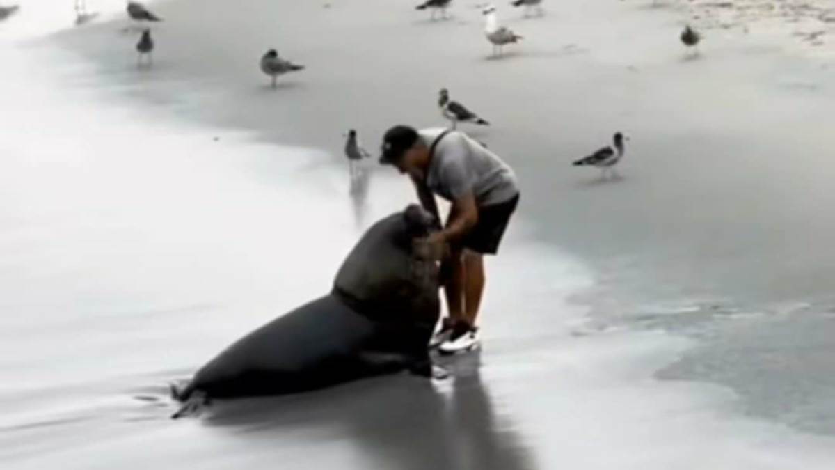  Spasio morskog lava sigurne smrti, on godinama kasnije sve pamti 