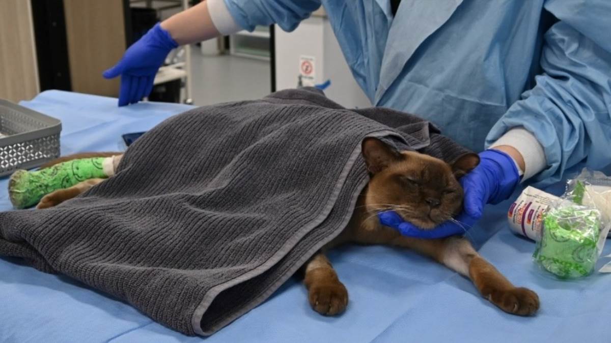  Mačak Pablo preživeo sat vremena u veš mašini 