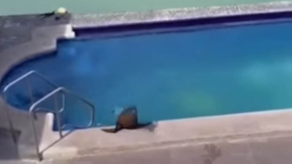  Foki dosadilo more pa rešila da se okupa u bazenu 