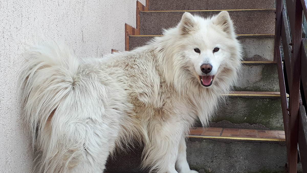  Da li i vaš pas traži pločice zbog vrućine? Evo kako da ga rashladite, jednu metodu zaboravite 