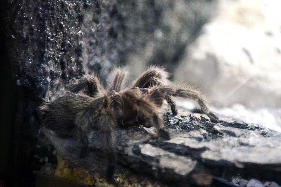  Njemački carinici ostali bez teksta: U pošiljci kolača otkrili 1.500 tarantula 