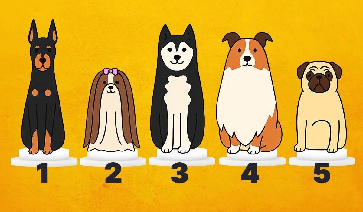  U kakvom ste mantalnom stanju? Izaberite psa i otkrijte da li vas sputava odgovornost ili za vas nem 