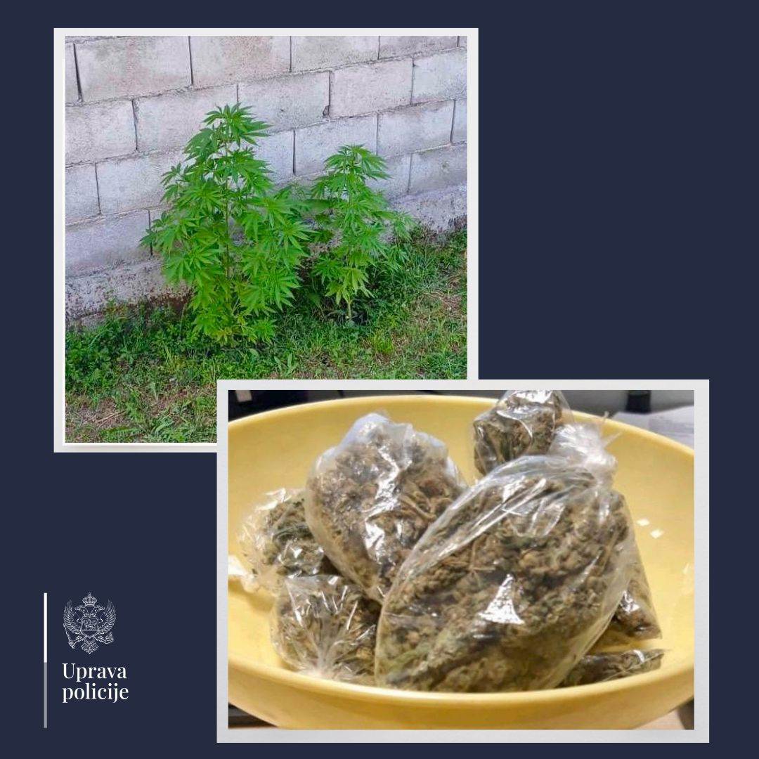  Pronađena marihuana u dvorištvu u Maslinama, prijava protiv državljanke Srbije 