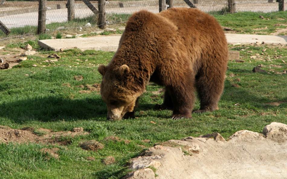  Mojkovčanin preživio susret sa medvjedom 