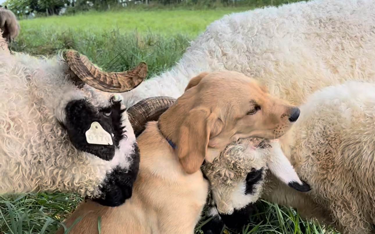  Snimak šteneta koji se mazi sa ovcama će vam uljepšati dan 