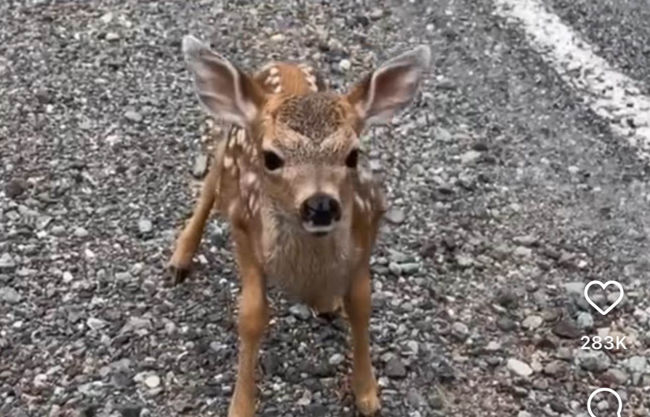  Zbunjeno je gledao kako ga prati lane, a onda se srušilo pred njim: Razlog je urnebesan i internet t 