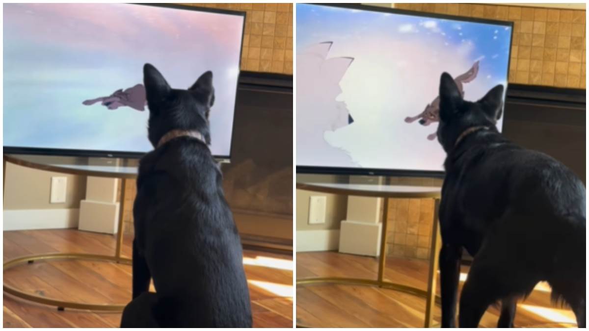  Gleda crtani i proživljava svaku emociju: Snimak psa koji je se potpuno uneo u film srušio internet 