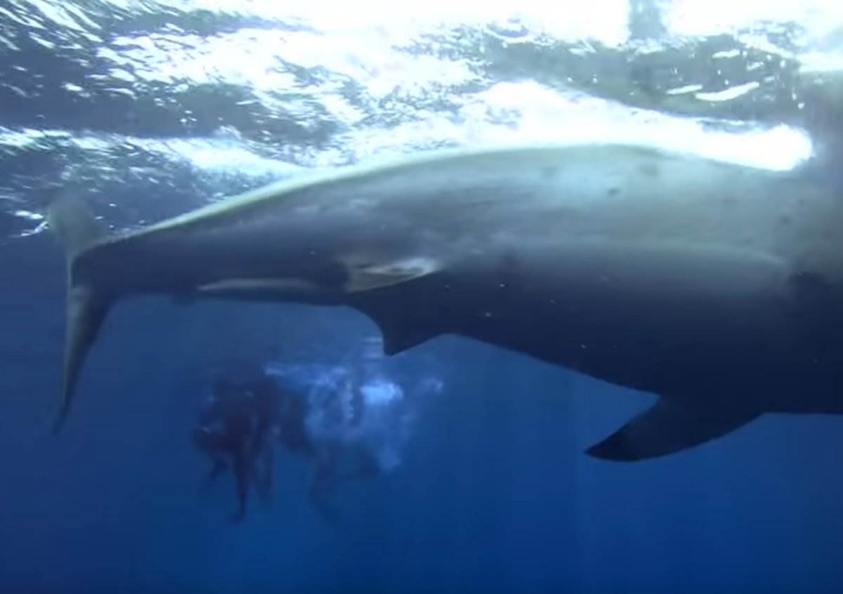  Ajkula otkinula dio noge dječaku (7): Horor na poznatom ljetovalištu, napadnut i ronilac 