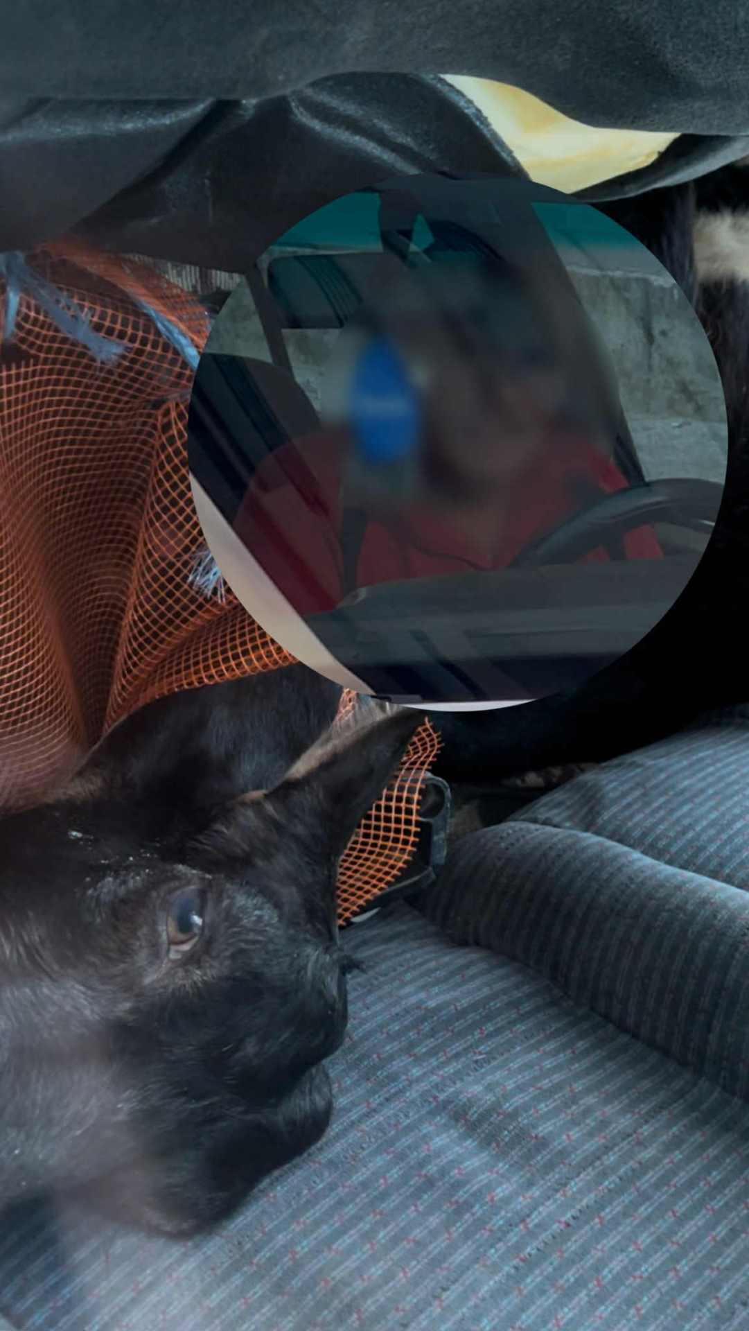  vezana koza i štene u autu 