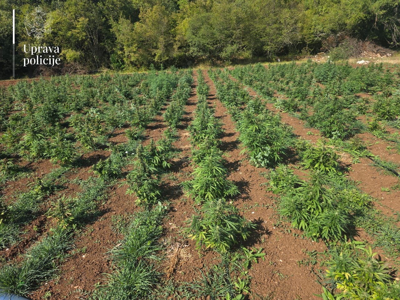  Otkrivena najveća plantaža marihuane 