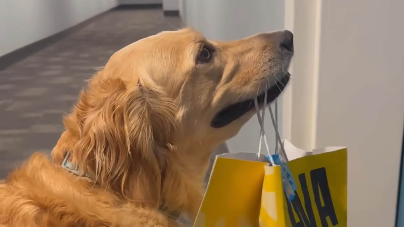  Zašto vas pas uvijek čeka kod vrata? Ovo je jedini način na koji može da vam otkrije kako se osjeća 