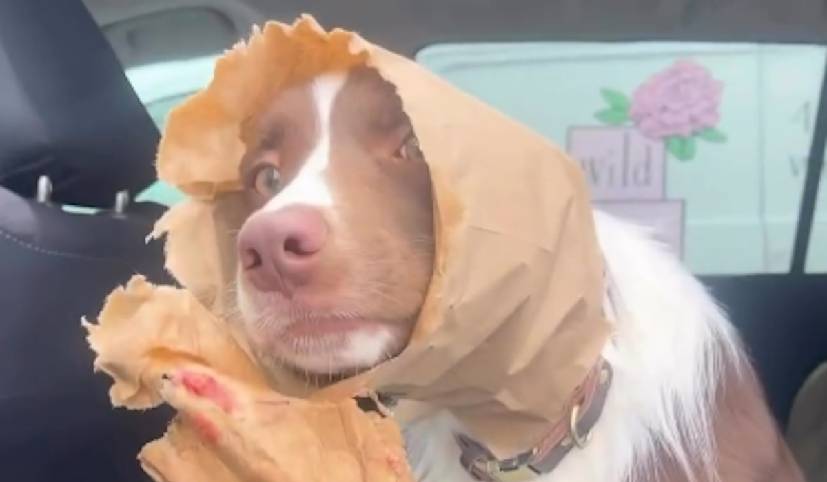  "Šta ga je odalo?": Ostavili ga samog na minut, urnebesni komentari preplavili mreže 