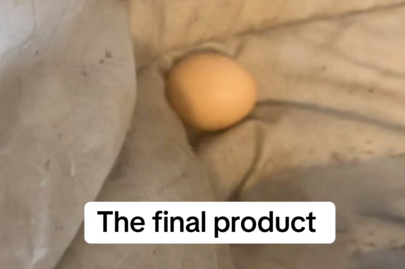  Svako jutro krene da pomazi mačku, a nađe jaje 