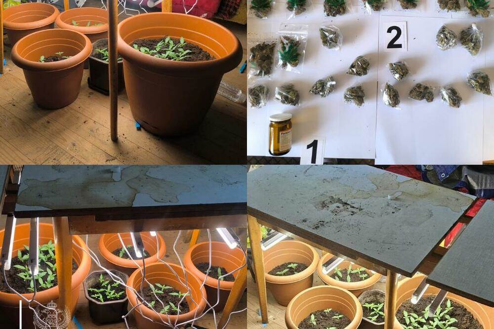  Berane: Pronađeno 30 pakovanja marihuane i improvizovana laboratorija 