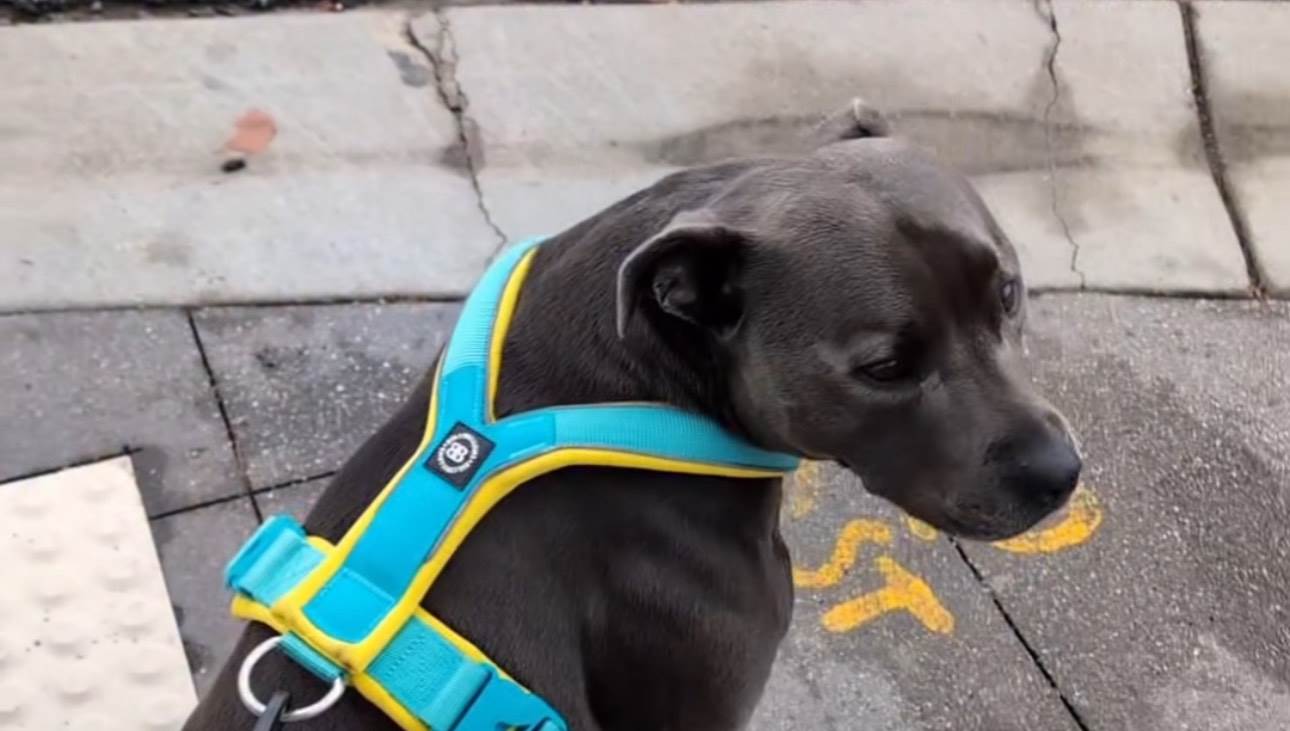  "Ono kad tvoj pas ne voli da mu dragocjena zadnjica dodiruje pod": "Opasni" staford nasmijao svijet 