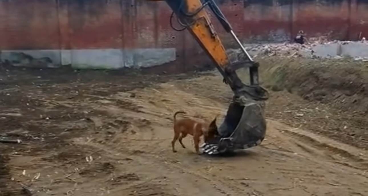  Radio je u bageru, a pas nije prestajao da laje: Spustio je kašiku i usledilo je nešto što je nasmej 