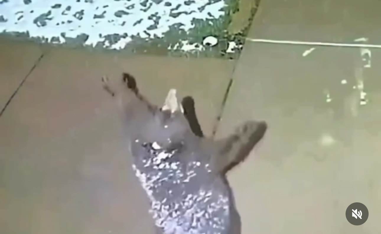  Da li ste ikada videli medveda kako se raduje jer pada sneg? Kao dete da gledamo, širi šape, i ne zn 