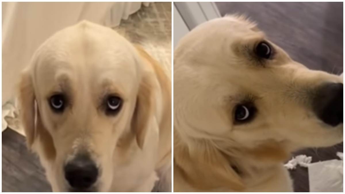  ak psa koji se pravi nevin postao hit 