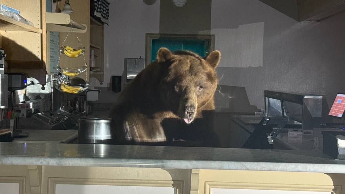  Medvjed provalio u prodavnicu 