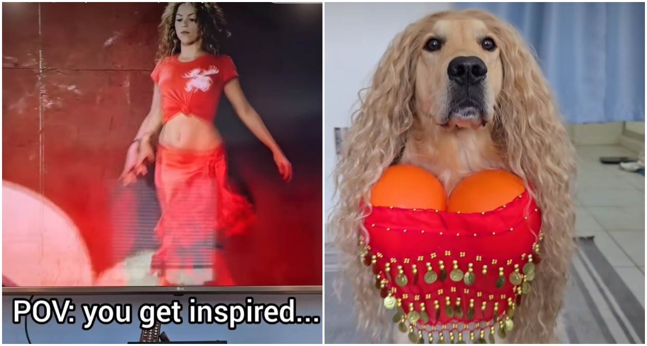  Nakon ovog videa razmislićete da li ćete svom psu dati da gledaju Šakiru 