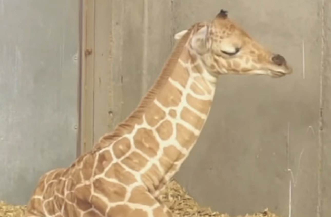  Snimak novorođene žirafe koji je sve što vam treba za lep dan 