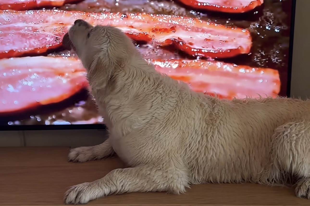  Jedan pas postao je zvijezda mreža jer je za omiljeni delikates na ekranu mislio da je pravi 