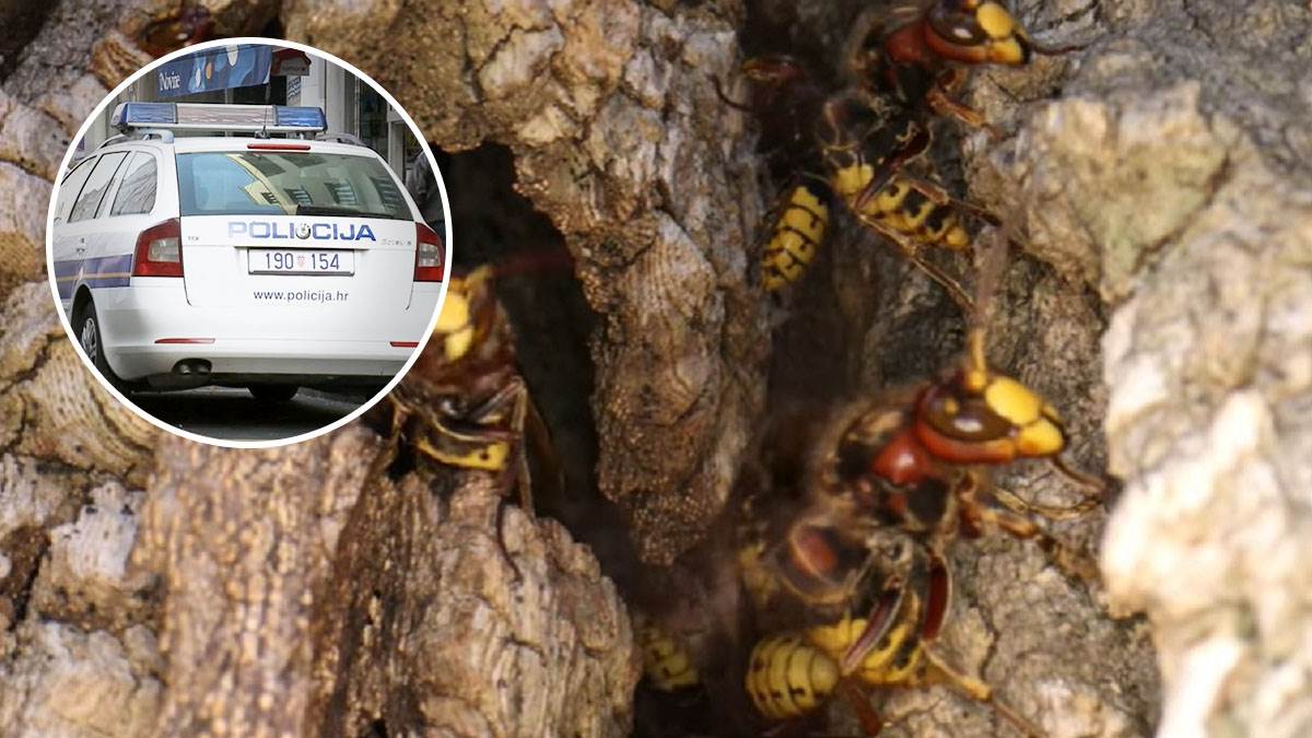  Muškarac (54) preminuo nakon što su ga izboli stršljeni: Jeziv slučaj u Hrvatskoj, policija vršila u 