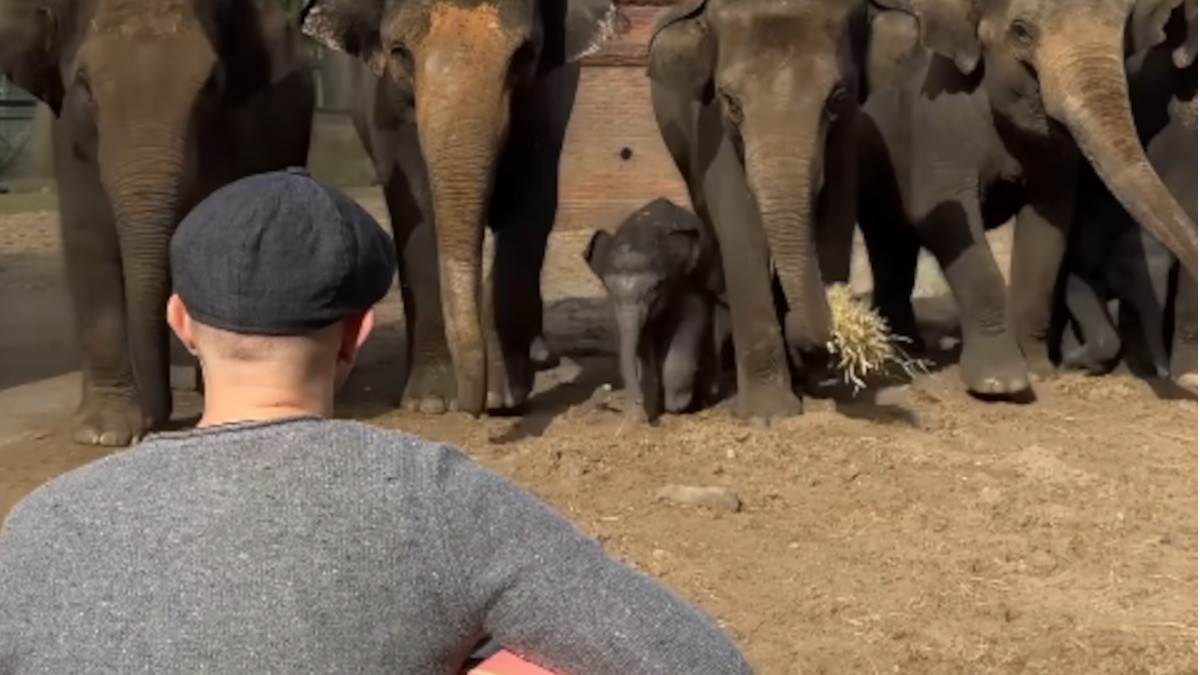  Svirao je gitaru slonovima, a onda je cijelo krdo krenulo na njega: "Beba je ukrala šou" 
