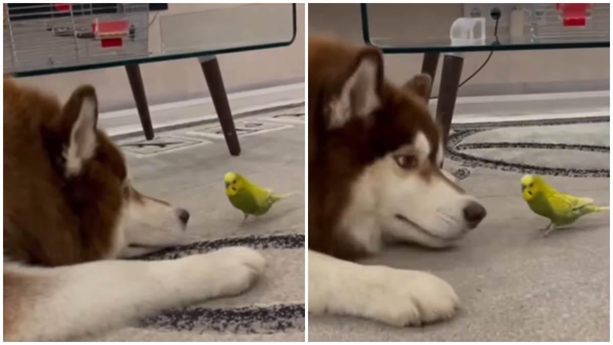  Snimak papagaja koji "napada" haskija postao hit na internetu 