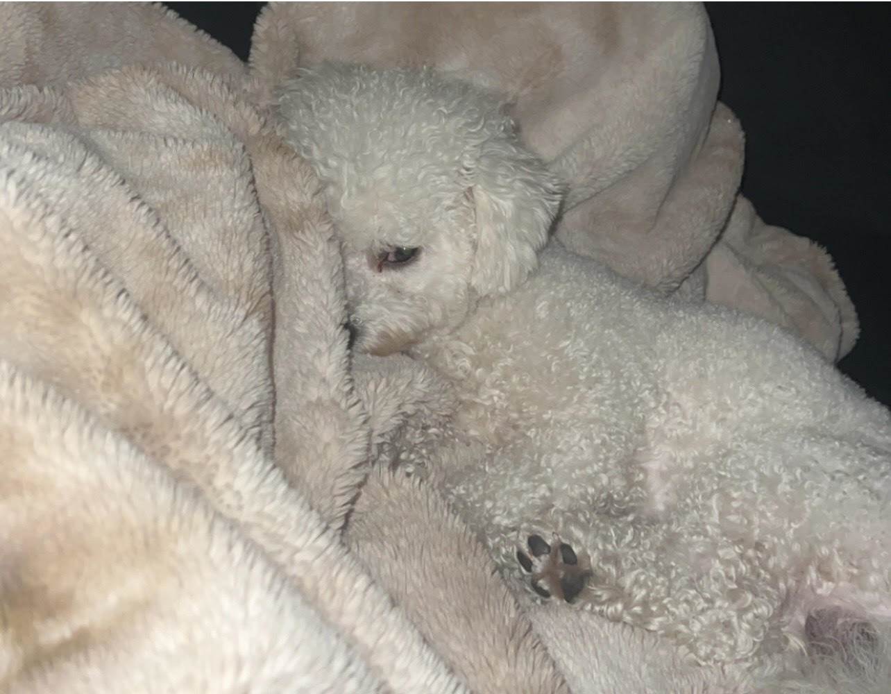  Najinteligentnije rase pasa u 2025. godini 