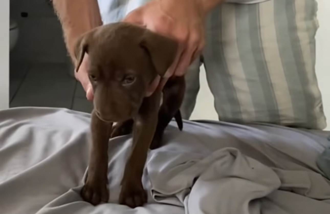  Smiješan snimak šteneta kojem se spava  